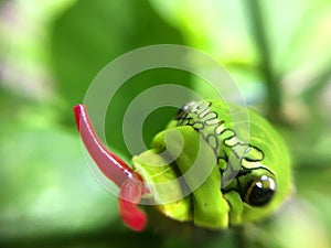 Lemon leaf eating Caterpillar