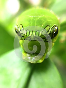 Lemon leaf eating Caterpillar