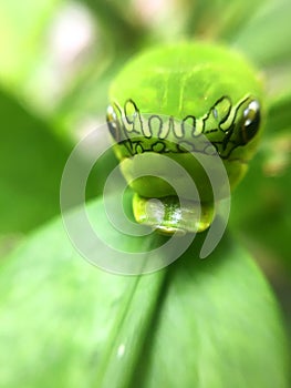 Lemon leaf eating Caterpillar