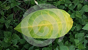A lemon leaf on the ground turning yellow photo