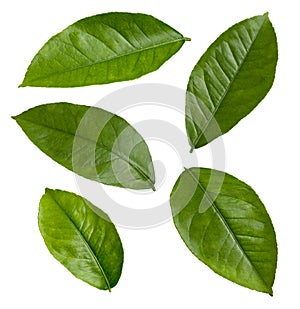 Lemon Leaves isolated