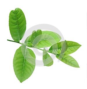 Lemon leaves isolated