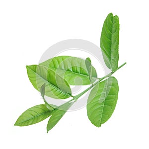 Lemon leaves isolated