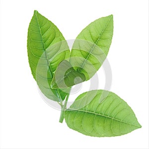 Lemon leaves isolated