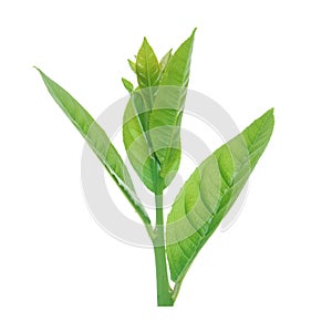 Lemon leaves isolated