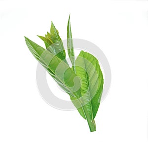 Lemon leaves isolated