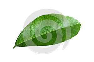 Lemon leaves isolated on white background