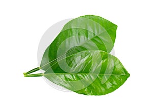 Lemon leaves isolated on white background. Branch of citrus leaf. Part of tropical plant. Top view.