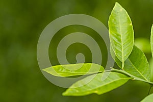 Lemon leaves - LimÃÂ£o e suas folhas photo