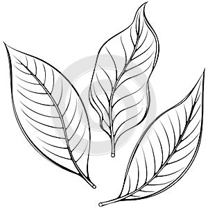 Lemon leaves line art