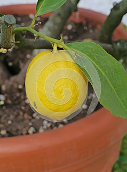 A lemon in a lemon tree