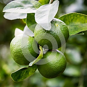 Lemon with lemon trees in an orchard