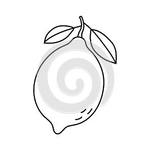 Lemon or lime. Citrus fruit sketch. Black line icon. Vector illustration for coloring book