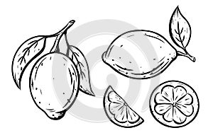 Lemon or lime icons set. Ink sketch of citrus. Single fruit with leaf, cut, slice. Black linear clipart, element for farm product