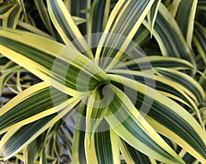 Lemon Lime plant swirl