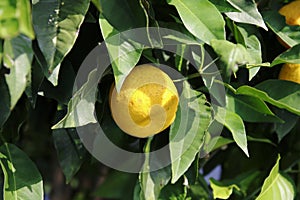 Lemon, lime, in the tree