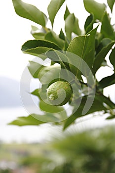 Lemon, lime, in the tree