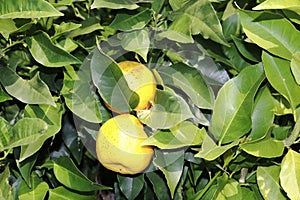Lemon, lime, in the tree