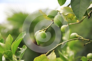 Lemon, lime, in the tree