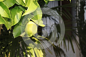 Lemon, lime, in the tree