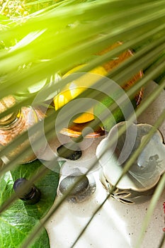 Lemon lime in wooden bowl essential oil bottle green palm leaf pink Himalayan salt balanced zen stones aromatherapy lamp