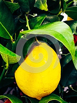 Lemon