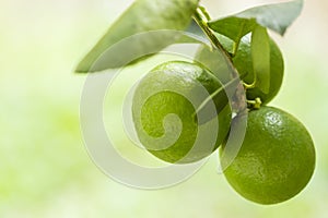 Lemon - LimÃÂ£o em fundo verde photo