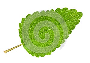 Lemon melissa leaf