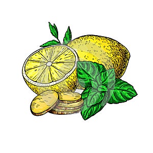 Lemon, mint and ginger vector drawing. Root, hearb leaf and fruit slice sketch.