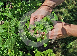 Lemon mint melisse harvesting