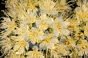 Lemon Myrtle Flowers photo