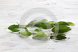 Lemon Myrtle Leaves