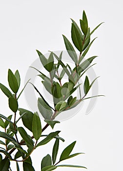 Lemon Myrtle Plant