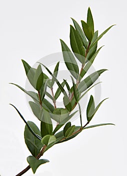 Lemon Myrtle Plant