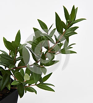 Lemon Myrtle Plant