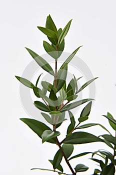 Lemon Myrtle Plant photo