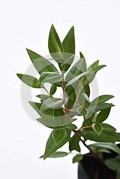 Lemon Myrtle Plant