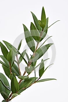 Lemon Myrtle Plant