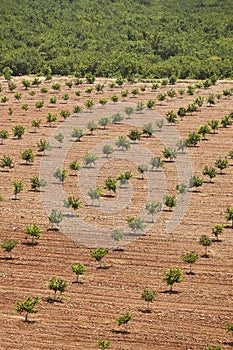 Lemon orchad in Murcia, Spain. Citrus industry agriculture. Vertical