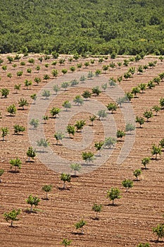 Lemon orchad in Murcia, Spain. Citrus industry agriculture. Vertical