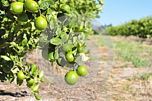 Lemon orchard