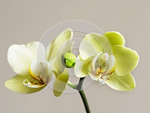 Lemon orchid branch on isolated background