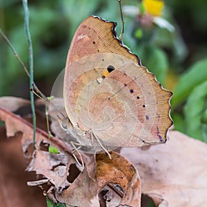 Lemon Pansy butterfly