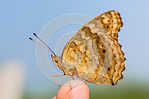 Lemon Pansy butterfly