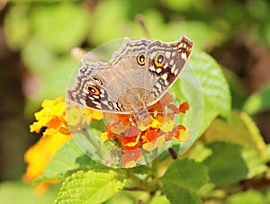 Lemon Pansy Butterfly