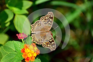 Lemon Pansy Butterfly Junonia Lemonias