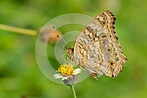 Lemon Pansy butterfly Junonia lemonias