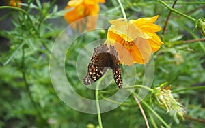 Lemon Pansy butterfly (Junonia lemonias)