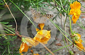 Lemon Pansy butterfly (Junonia lemonias)