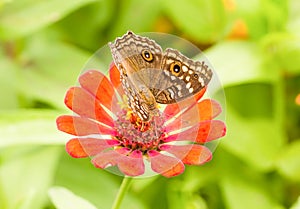 Lemon Pansy butterfly on a mexican sunflower